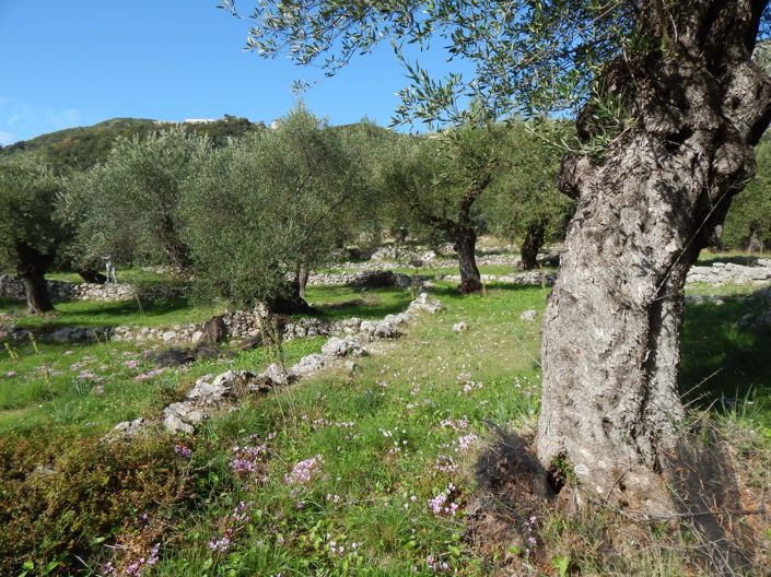 Image No.4-Land for sale