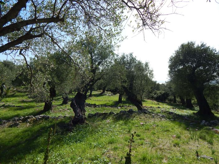 Image No.5-Land for sale