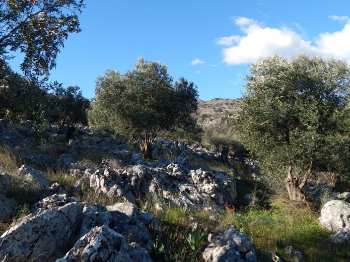 Image No.8-Land for sale