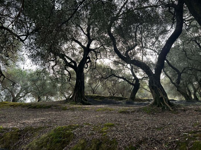 Image No.12-3 Bed House for sale