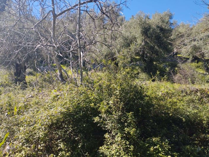 Image No.4-Land for sale