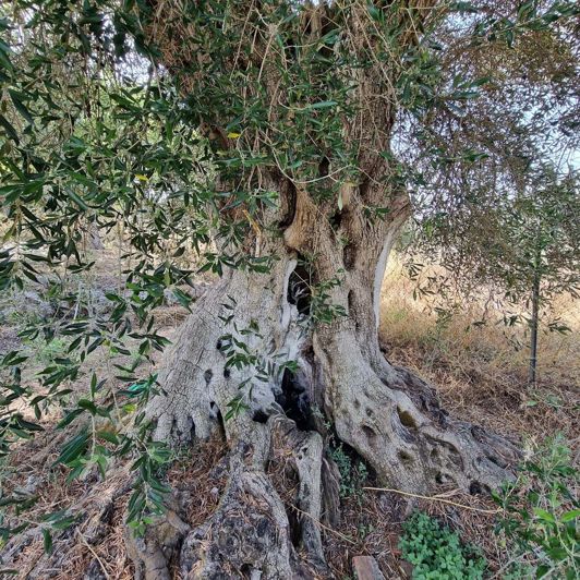 Image No.11-6 Bed House for sale