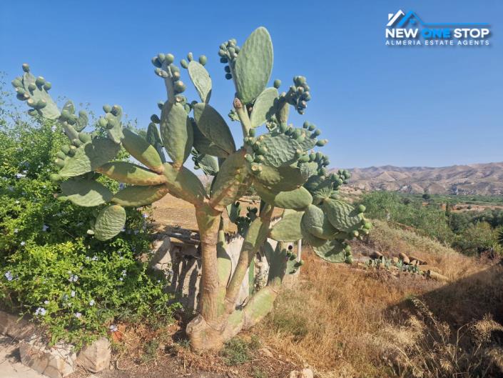 Image No.28-3 Bed Cortijo for sale