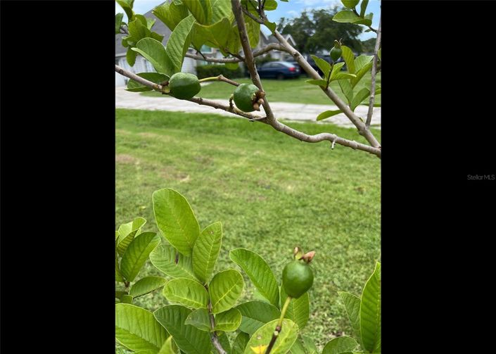 Image No.55-3 Bed House for sale