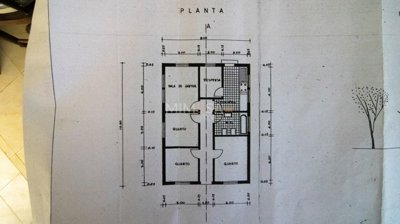Planta