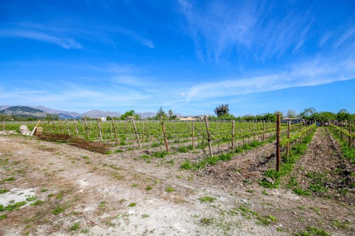 Image No.3-4 Bed Finca for sale