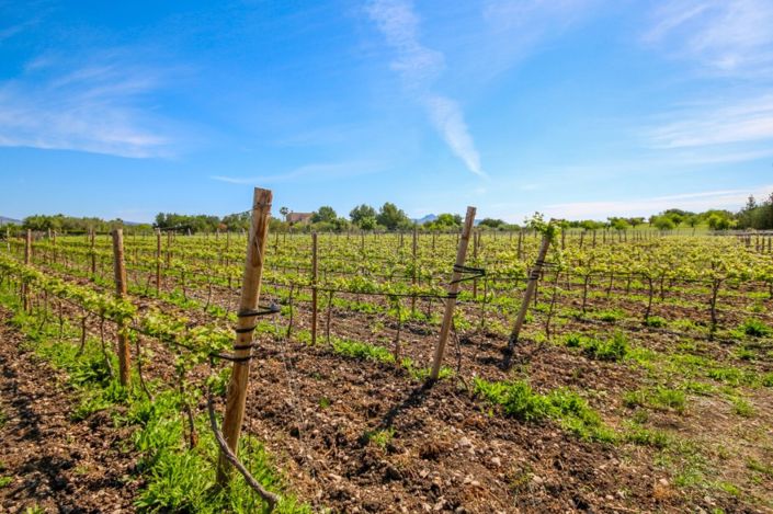 Image No.4-4 Bed Finca for sale