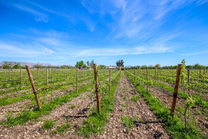 Image No.7-4 Bed Finca for sale