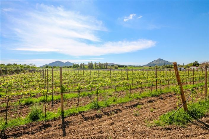 Image No.8-4 Bed Finca for sale