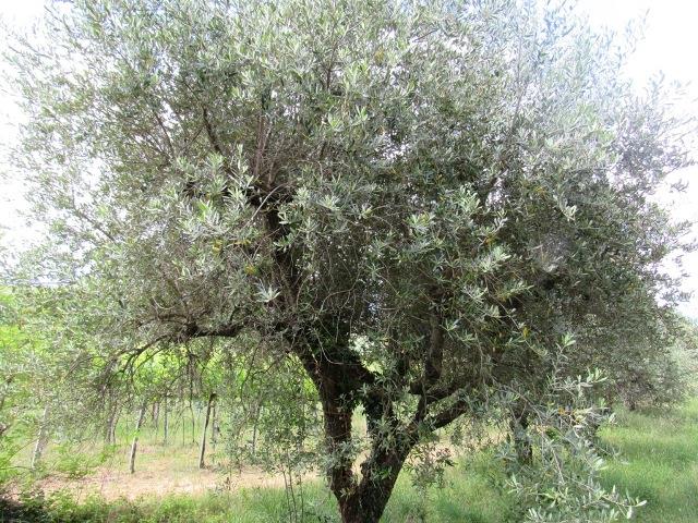 Image No.23-2 Bed Country House for sale