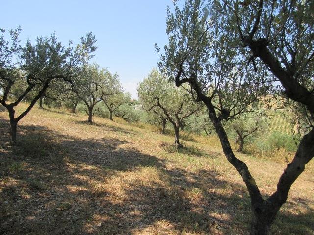 Image No.3-Land for sale