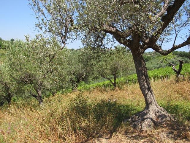 Image No.8-Land for sale