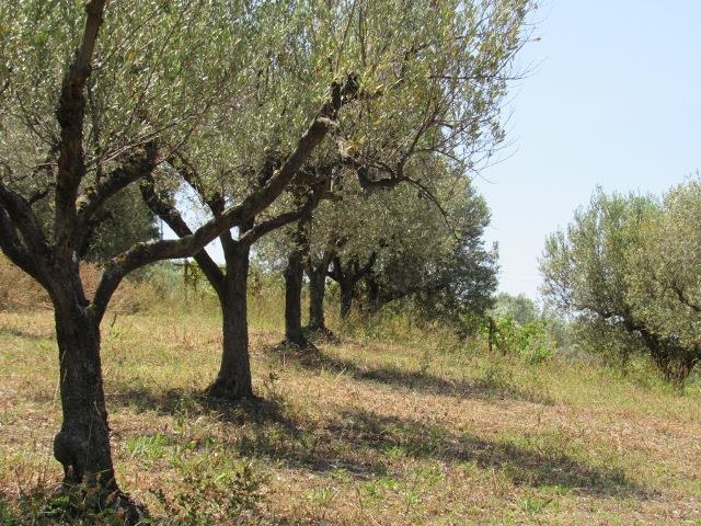 Image No.15-Land for sale