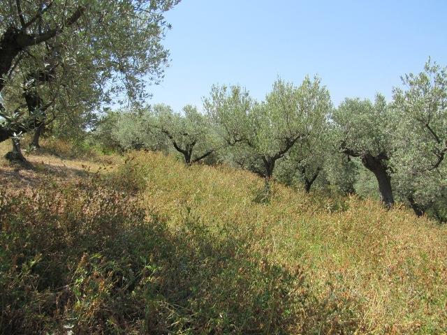 Image No.18-Land for sale