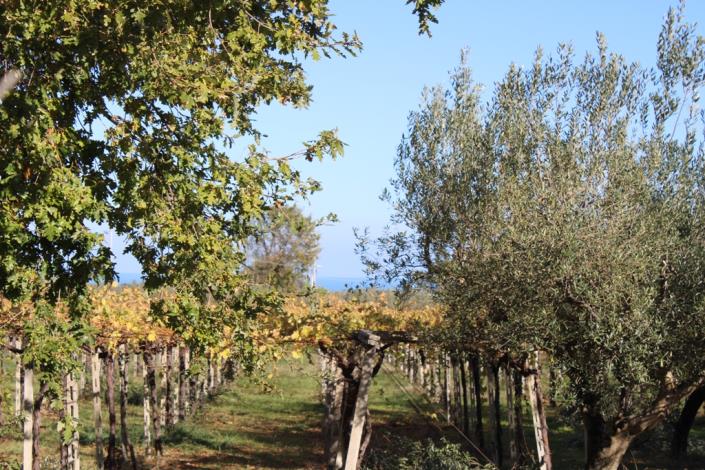 Image No.43-3 Bed Country House for sale