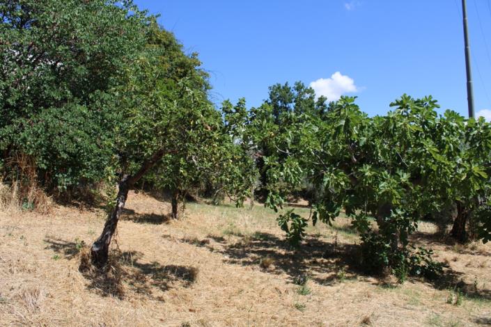 Image No.4-3 Bed Country House for sale