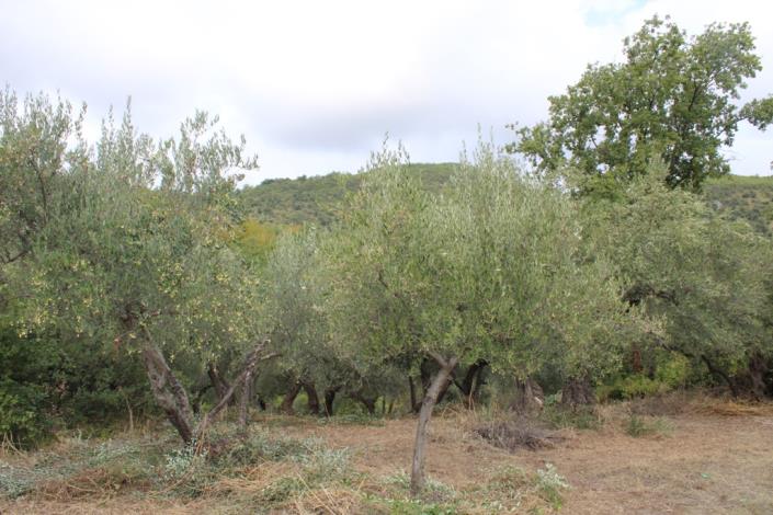 Image No.5-1 Bed Country House for sale