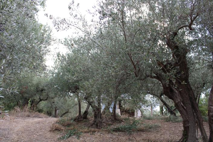 Image No.7-1 Bed Country House for sale