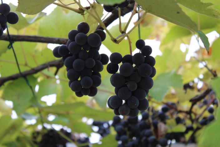 Image No.12-1 Bed Barn for sale