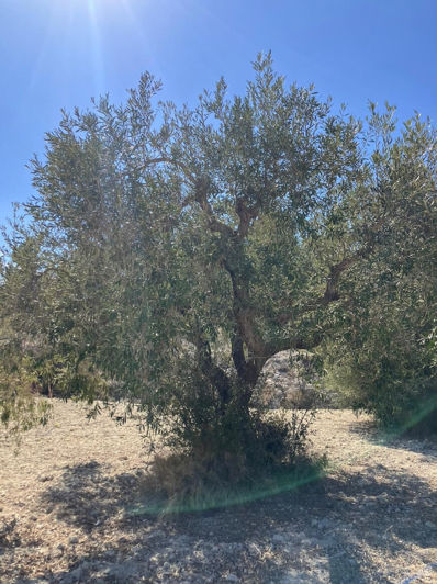 Image No.16-Plot for sale