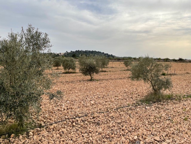 Image No.1-Land for sale