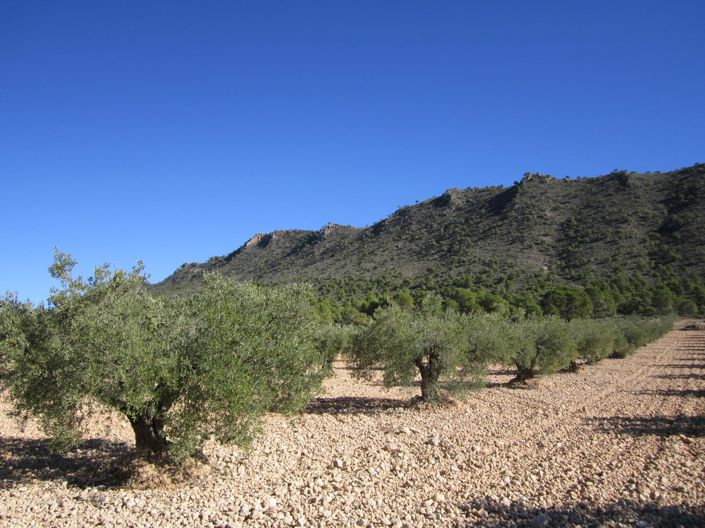 Image No.1-Land for sale