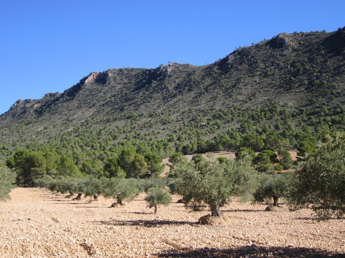 Image No.1-Land for sale