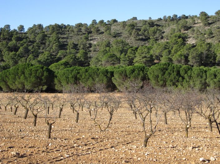 Image No.1-Land for sale