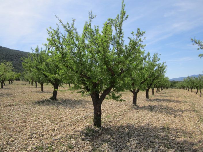 Image No.1-Land for sale