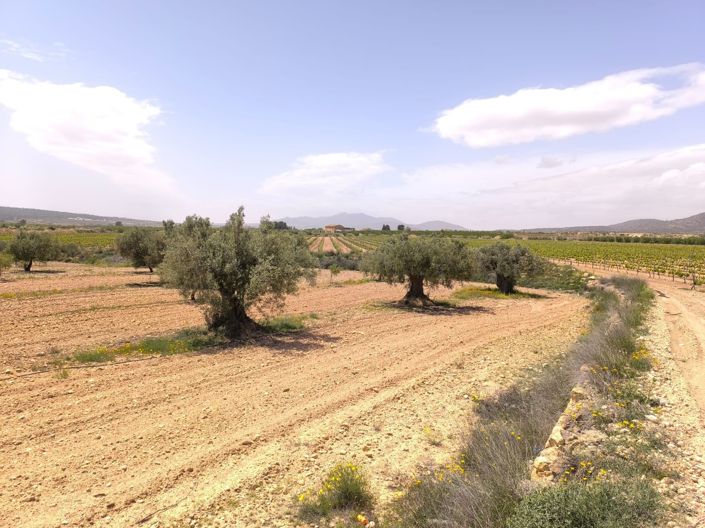 Image No.1-Land for sale