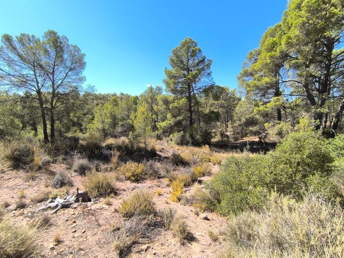 Image No.21-4 Bed Country House for sale