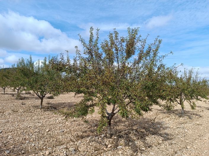 Image No.2-Land for sale