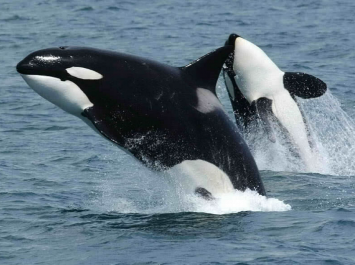 Image No.10-4 Bed Villa for sale