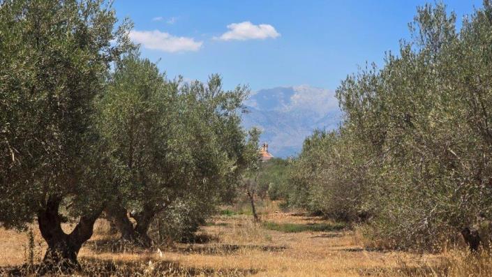 Image No.2-Plot for sale