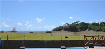 Seafan Image 5