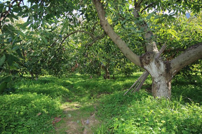 Image No.30-1 Bed Farmhouse for sale