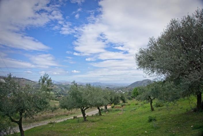 Image No.4-Land for sale