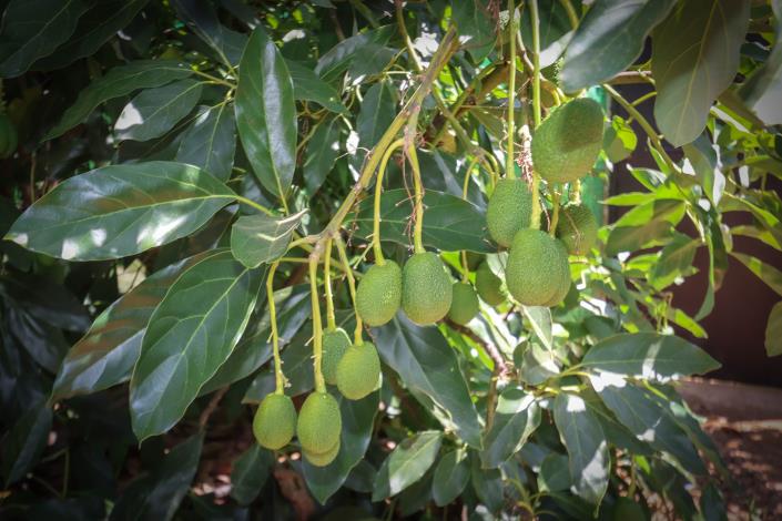 Image No.6-1 Bed Farmhouse for sale