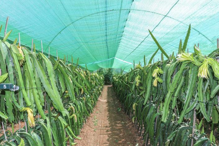 Image No.7-1 Bed Farmhouse for sale