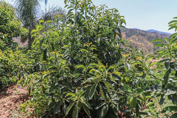 Image No.45-1 Bed Farmhouse for sale