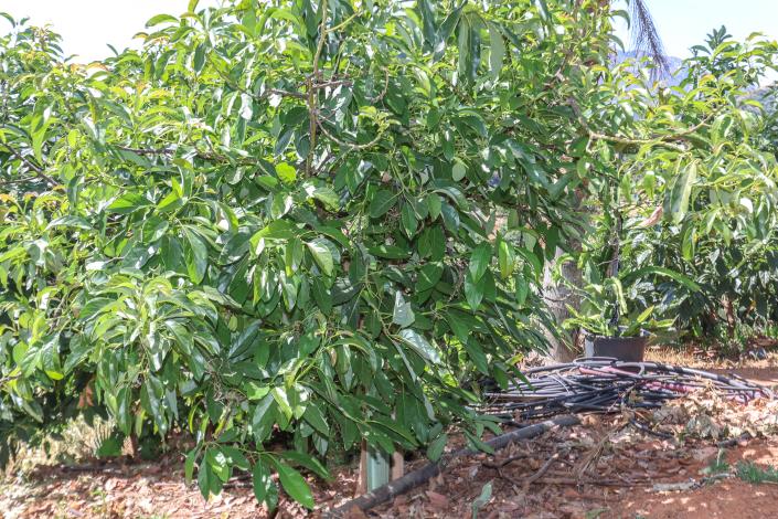 Image No.49-1 Bed Farmhouse for sale