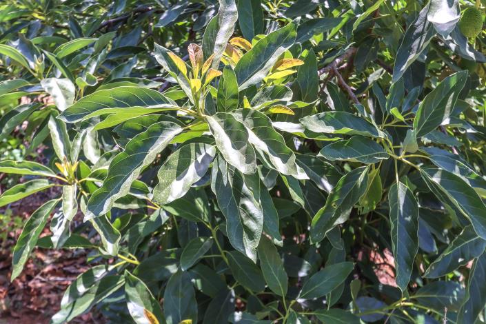 Image No.51-1 Bed Farmhouse for sale