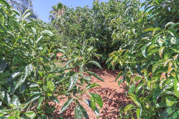 Image No.53-1 Bed Farmhouse for sale