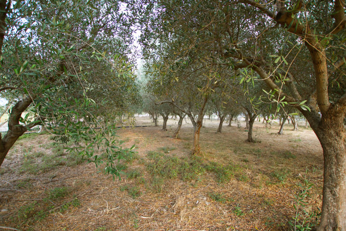 Image No.42-8 Bed House for sale