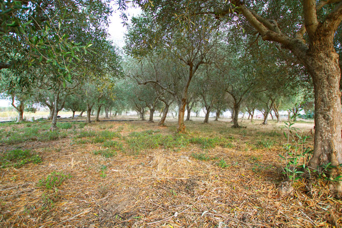 Image No.43-8 Bed House for sale