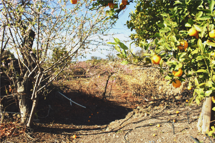 Image No.6-Finca for sale