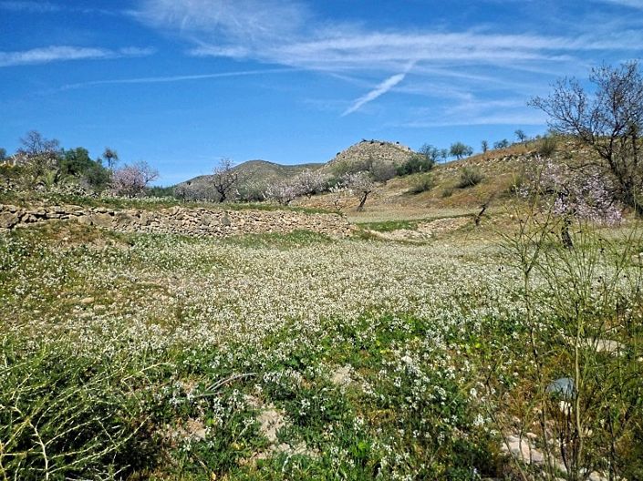 Image No.3-Land for sale