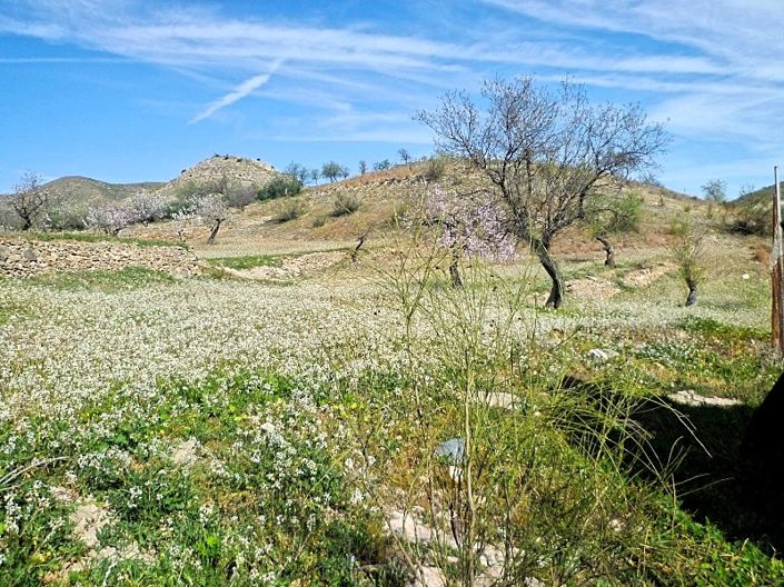 Image No.4-Land for sale