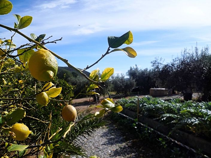 Image No.3-Land for sale