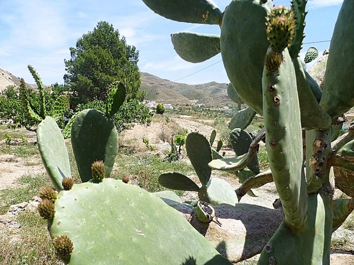 Image No.12-2 Bed Cortijo for sale